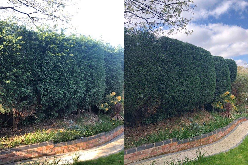 Conifer hedge trimmed in Walmley