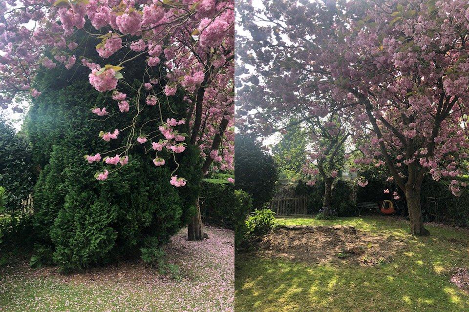 Before and after conifer removed in Sutton Coldfield