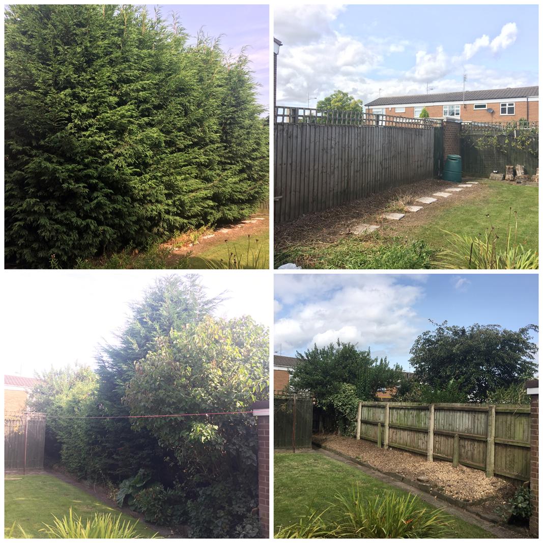 Conifers removed in Castle Bromwich