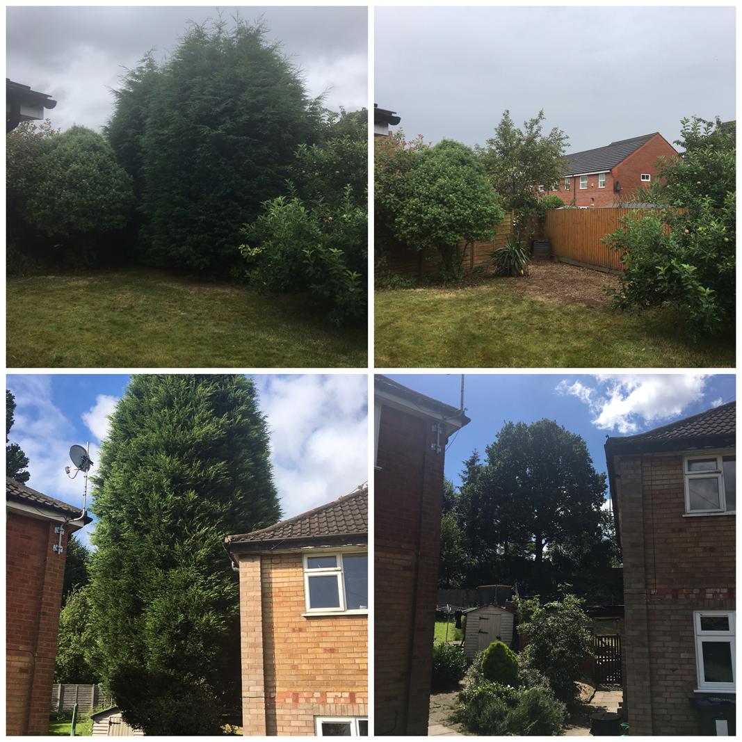 Two conifer removal jobs in Sutton Coldfield