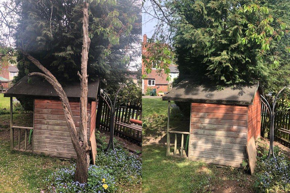 Dead apple tree and stump removed in Sutton Coldfield