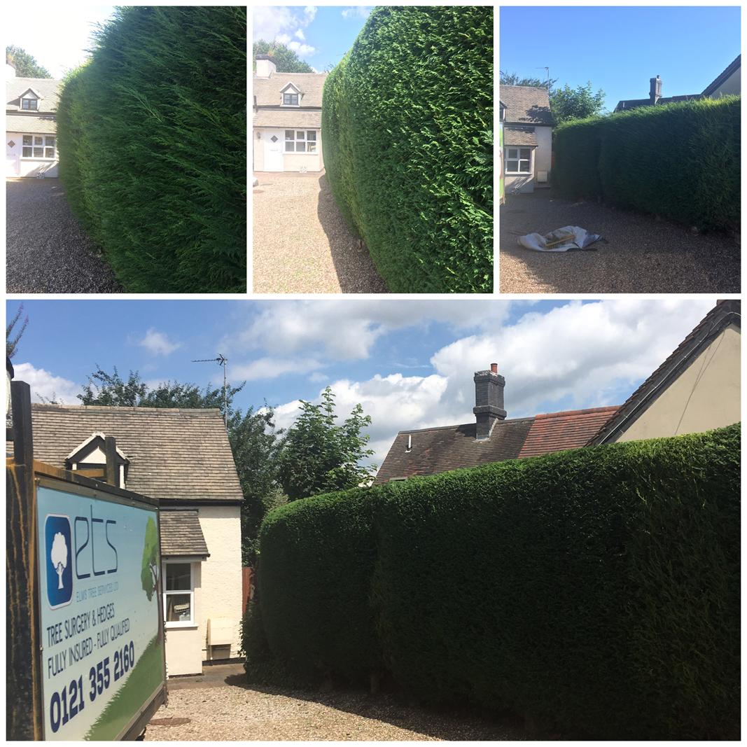 Hedges trimmed at a job in Tamworth