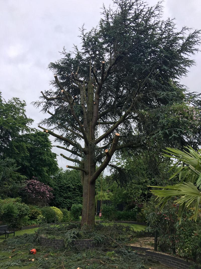 Large cedar tree removal in Sutton Coldfield