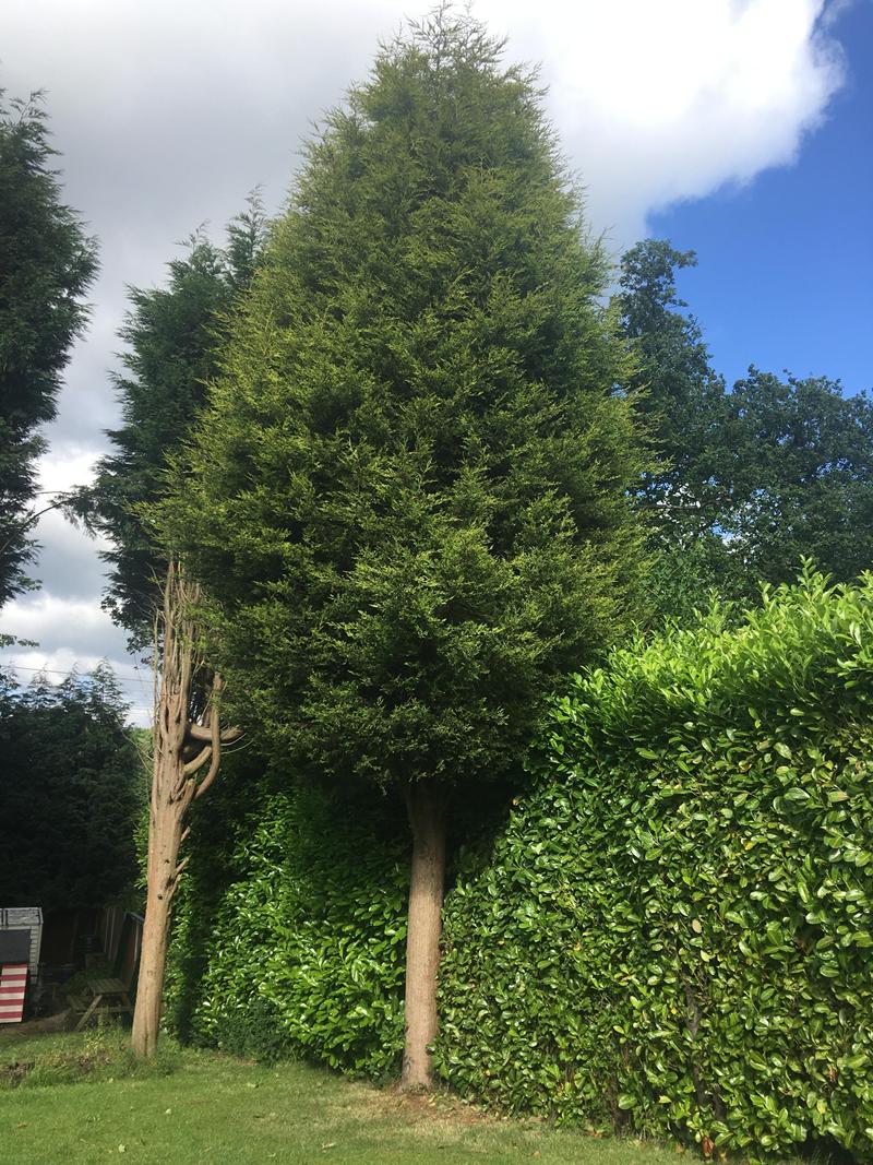 Large conifers removed from a garden in Four Oaks by Elms Tree Services
