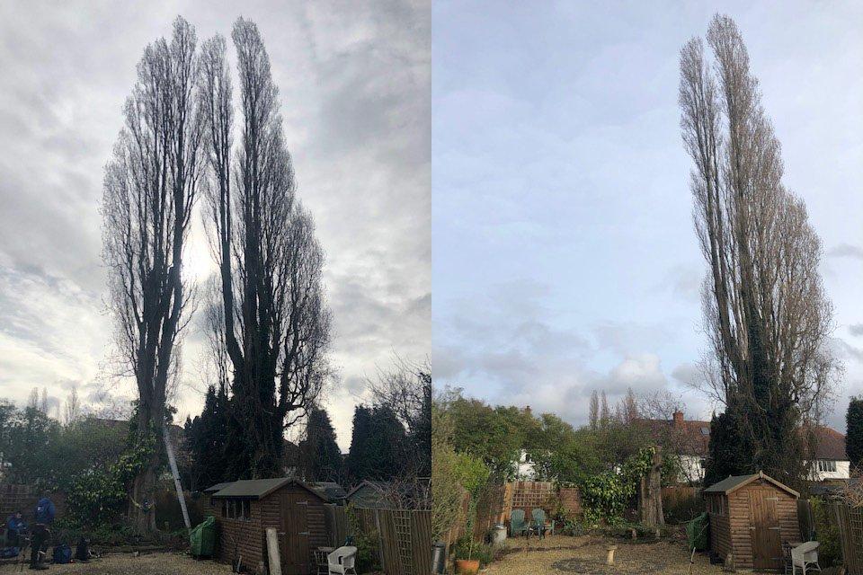 Poplar tree removed at Green Lane, Sutton Coldfield by Elms Tree Services