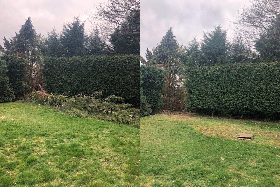 Conifer tree blown over by storm winds in Boldmere