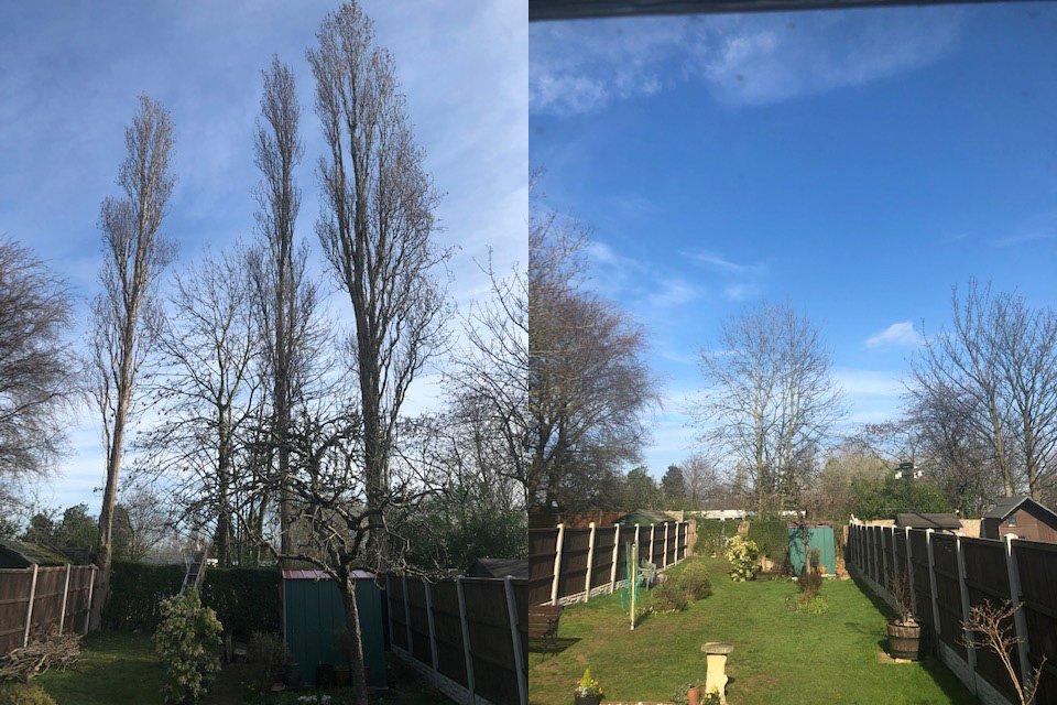 Three popular trees removed in Sutton Coldfield
