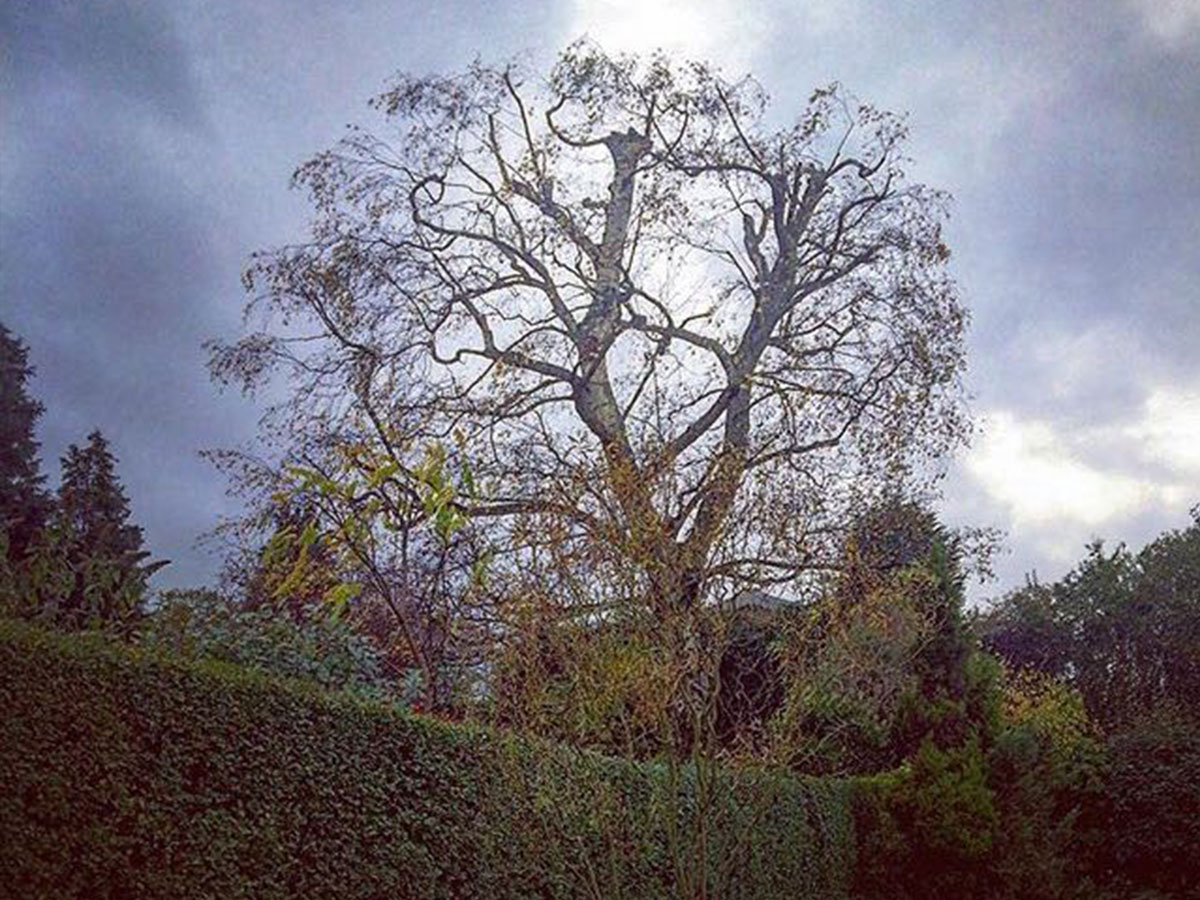 Popular tree reduced and shaped by qualified arborists in Sutton Coldfield