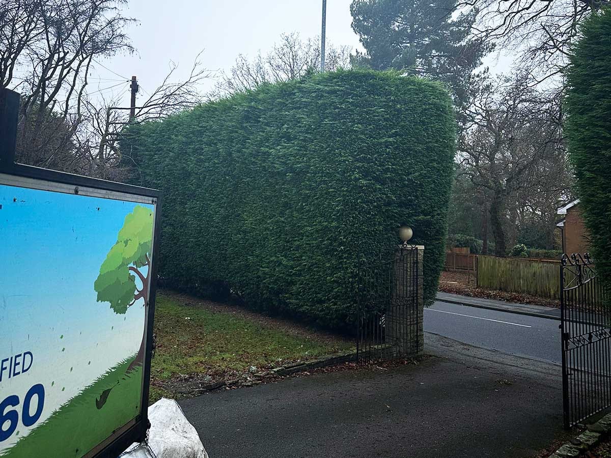 Laurel hedge trimming before and after in Mere Green by Elms Tree Services