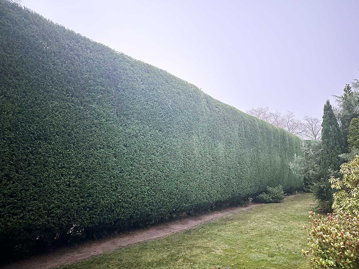Hedge trimmed at a property in Tamworth by Elms Tree Services