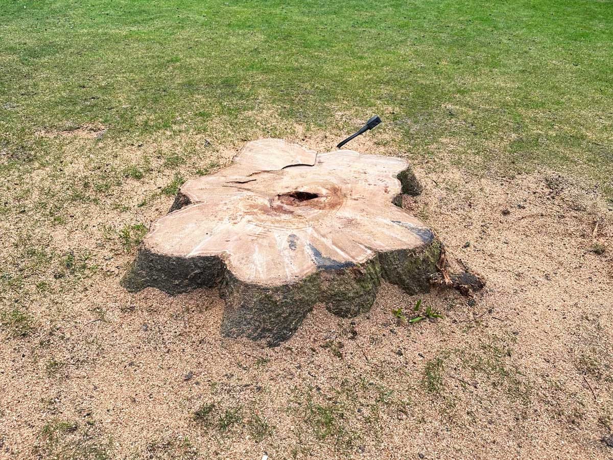 Stump grinding in a back garden in Walmley, Sutton Coldfield