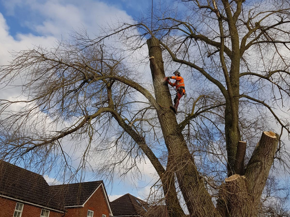 Large cedar tree being removed in Sutton Coldfield by Elms Tree Services