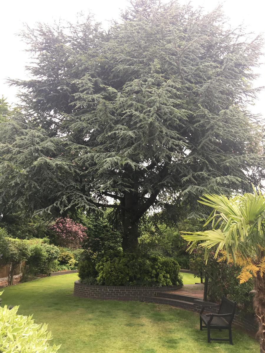 Large cedar tree in a Sutton Coldfield garden before removal — assessed by Elms Tree Services