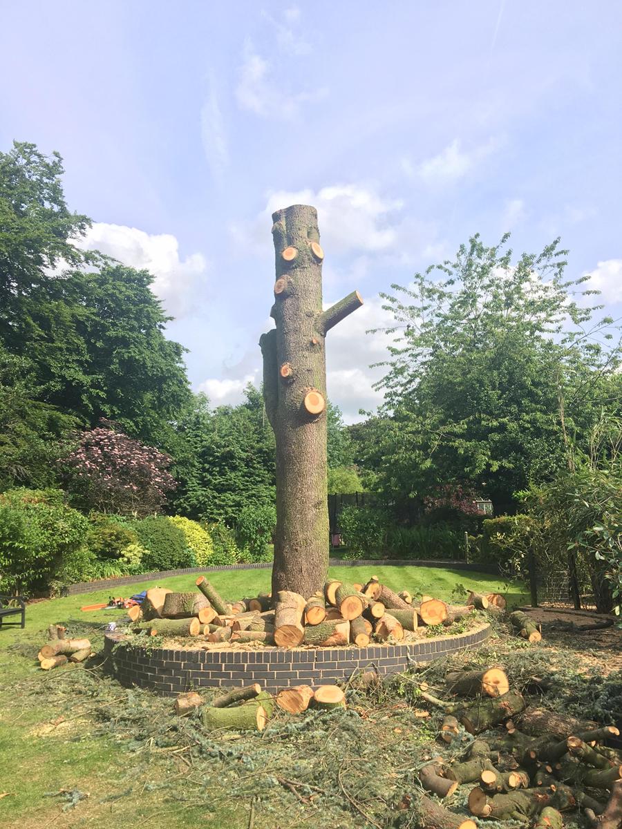 Tree trunk reduced to sections ready for removal — Elms Tree Services Sutton Coldfield