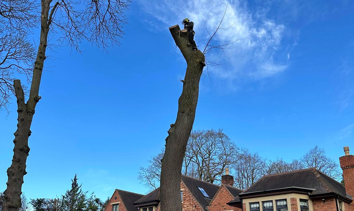 Qualified arborist working at height in a tree
