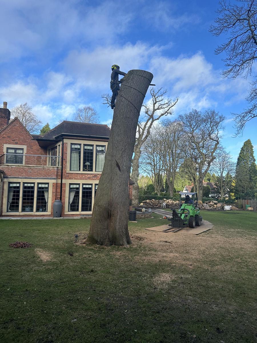Elms Tree Services team carrying out tree work on a residential property
