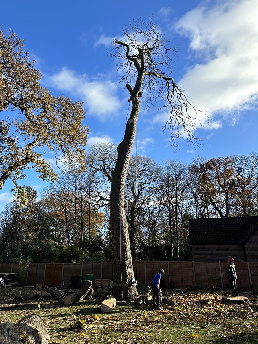 Elms Tree Services staff working up a tree in Sutton Coldfield